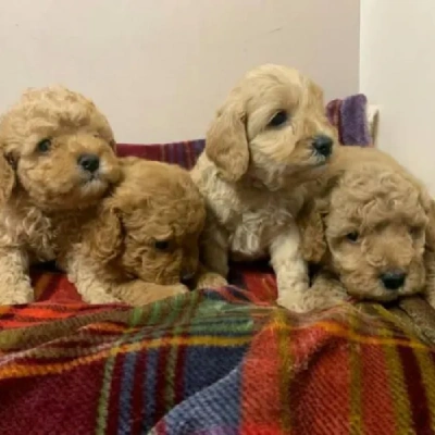 Cavapoo puppies for sale in Ajmer