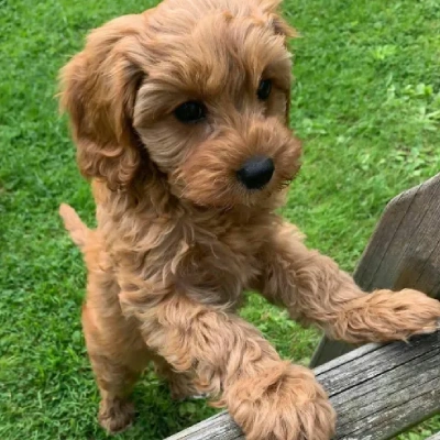 Cavapoo puppies for sale in Ajmer