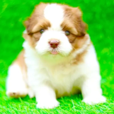 Cavapoo puppies for sale in Ajmer