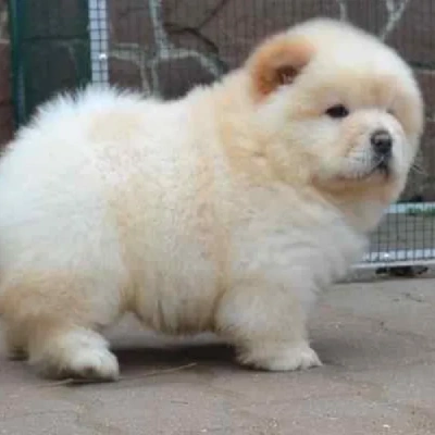 Chow Chow puppies for sale in Ajmer
