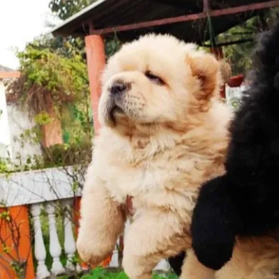 Chow Chow puppies for sale in Ajmer