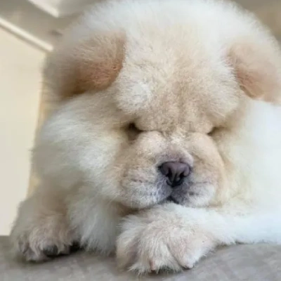 Chow Chow puppies for sale in Ajmer