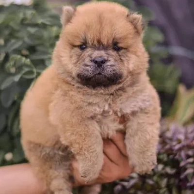 Chow Chow puppies for sale in Ajmer