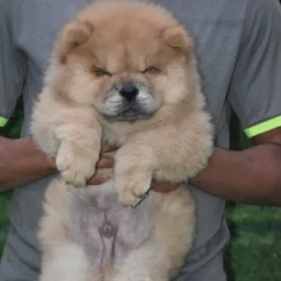 Chow Chow puppies for sale in Ajmer