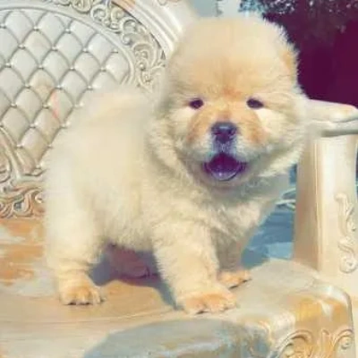 Chow Chow puppies for sale in Ajmer