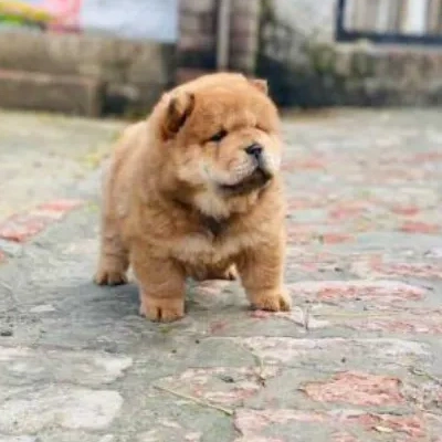 Chow Chow puppies for sale in Ajmer