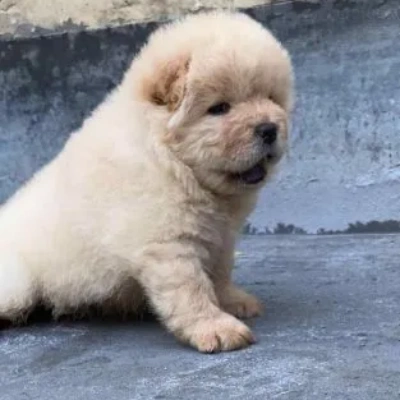 Chow Chow puppies for sale in Ajmer