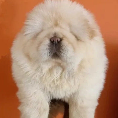 Chow Chow puppies for sale in Ajmer