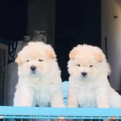 Chow Chow puppies for sale in Ajmer
