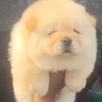 Chow Chow puppies for sale in Ajmer