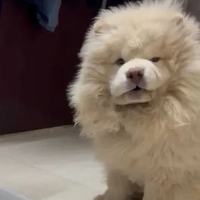 Chow Chow puppies for sale in Ajmer