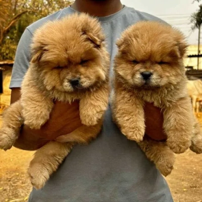 Chow Chow puppies for sale in Ajmer