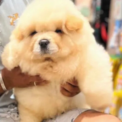 Chow Chow puppies for sale in Ajmer