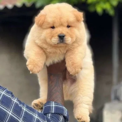 Chow Chow puppies for sale in Ajmer