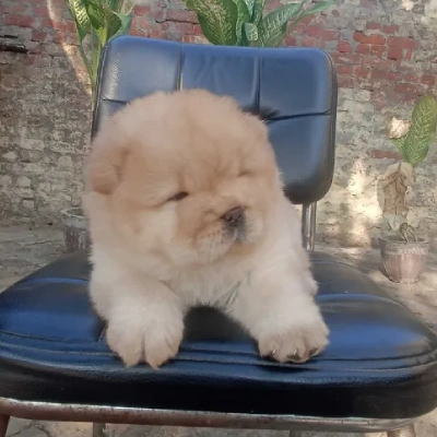 Chow Chow puppies for sale in Ajmer