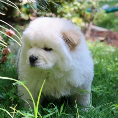 Chow Chow puppies for sale in Ajmer