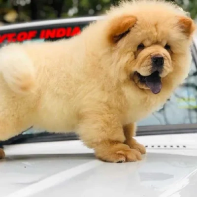 Chow Chow puppies for sale in Ajmer