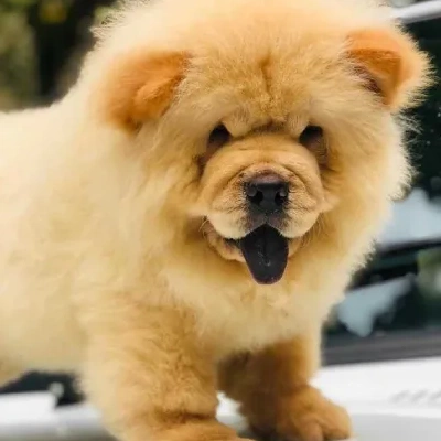 Chow Chow puppies for sale in Ajmer
