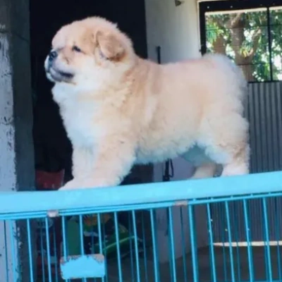 Chow Chow puppies for sale in Ajmer