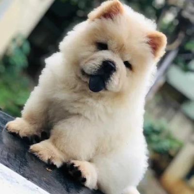 Chow Chow puppies for sale in Ajmer