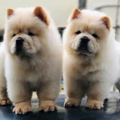 Chow Chow puppies for sale in Ajmer