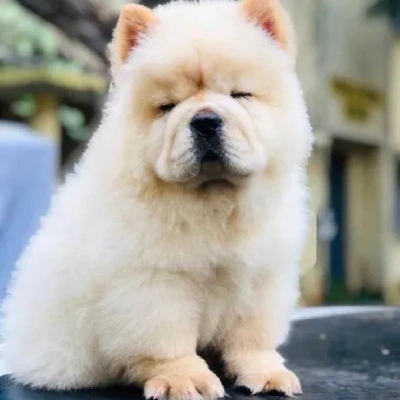 Chow Chow puppies for sale in Ajmer