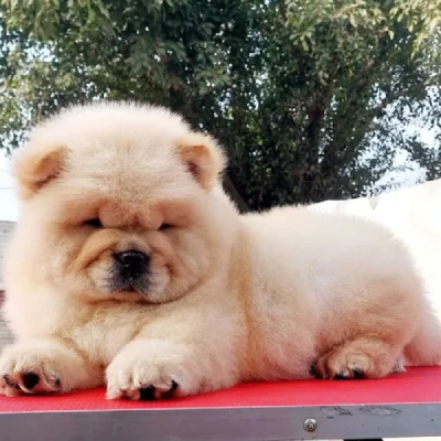 Chow Chow puppies for sale in Ajmer