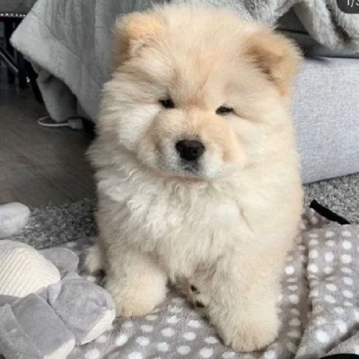 Chow Chow puppies for sale in Ajmer
