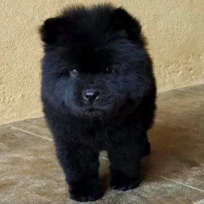 Chow Chow puppies for sale in Ajmer
