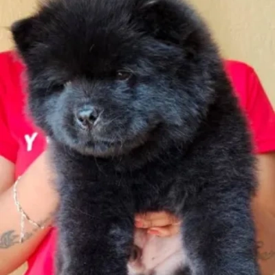 Chow Chow puppies for sale in Ajmer