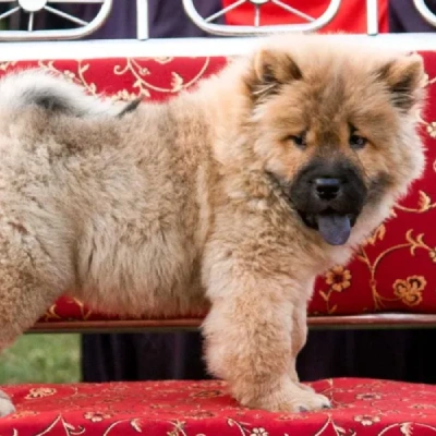 Chow Chow puppies for sale in Ajmer