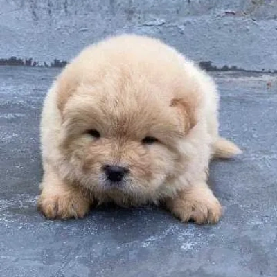 Chow Chow puppies for sale in Ajmer