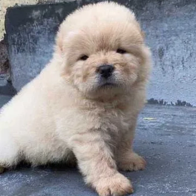 Chow Chow puppies for sale in Ajmer