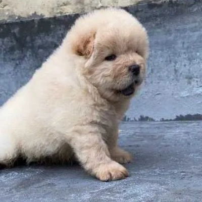 Chow Chow puppies for sale in Ajmer