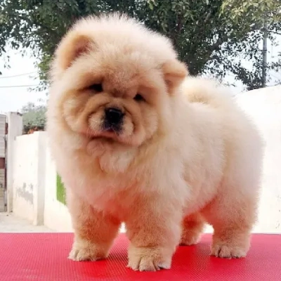 Chow Chow puppies for sale in Ajmer