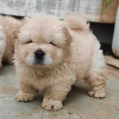 Chow Chow puppies for sale in Ajmer