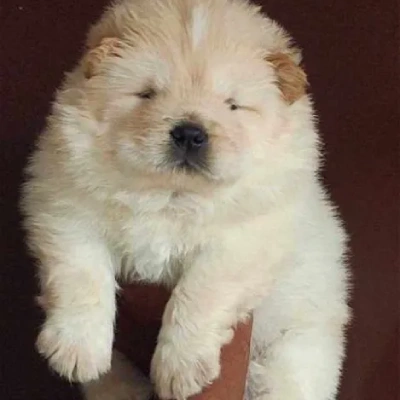 Chow Chow puppies for sale in Ajmer