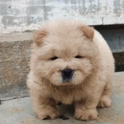 Chow Chow puppies for sale in Ajmer