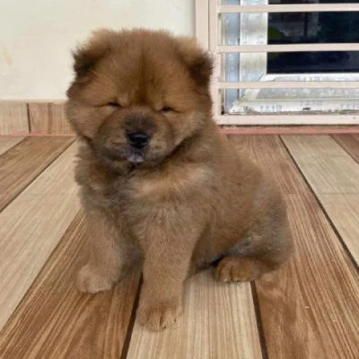 Chow Chow puppies for sale in Ajmer