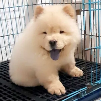 Chow Chow puppies for sale in Ajmer