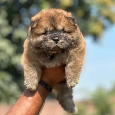 Chow Chow puppies for sale in Ajmer