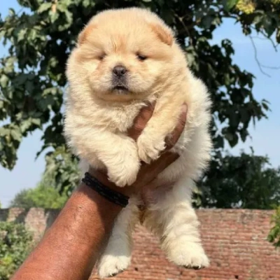 Chow Chow puppies for sale in Ajmer