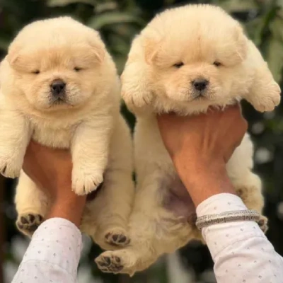 Chow Chow puppies for sale in Ajmer