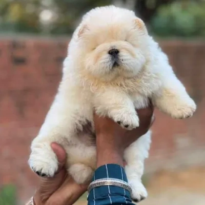 Chow Chow puppies for sale in Ajmer