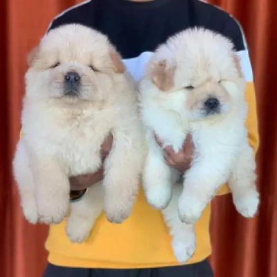Chow Chow puppies for sale in Ajmer