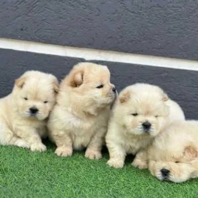 Chow Chow puppies for sale in Ajmer