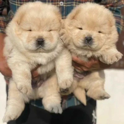 Chow Chow puppies for sale in Ajmer