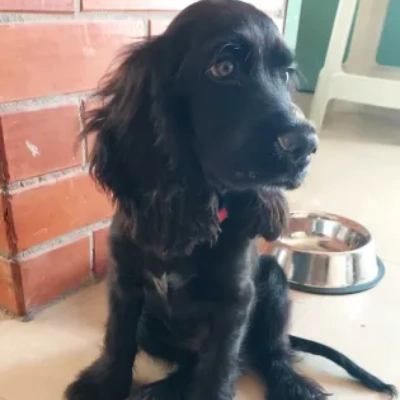 Cocker Spaniel puppies for sale in Ajmer
