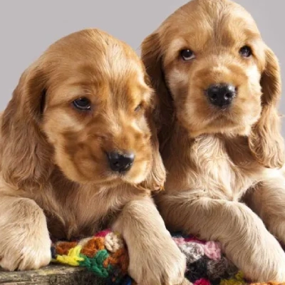 Cocker Spaniel puppies for sale in Ajmer