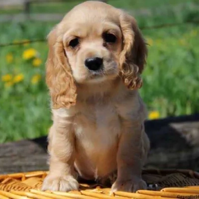 Cocker Spaniel puppies for sale in Ajmer
